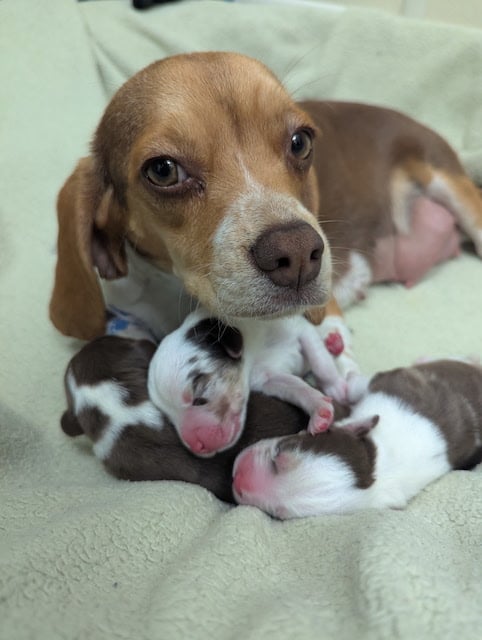 La chienne Winnie et ses petits 