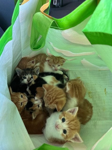 Les chatons retrouv&eacute;s dans le sac de courses 