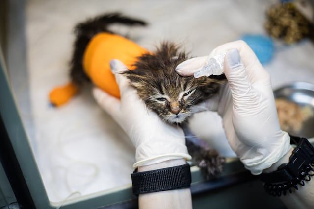 Un chaton en train de recevoir des soins