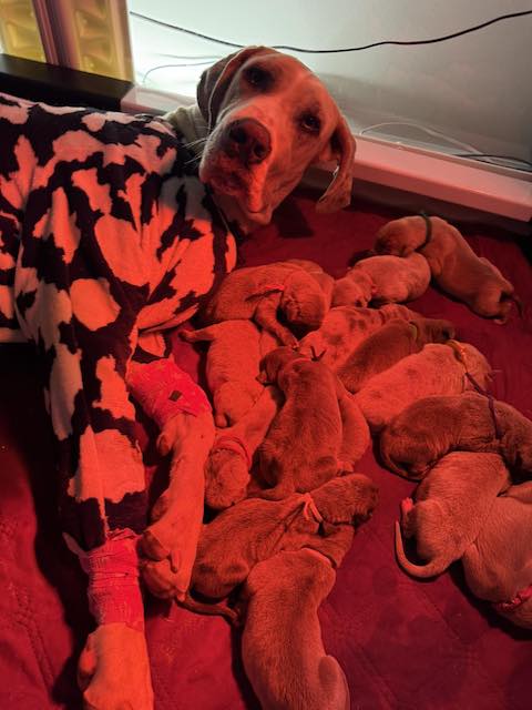 Piper et ses chiots