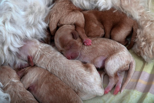 Des chiots nouveau-n&eacute;s