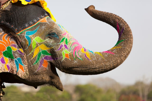 Un &eacute;l&eacute;phant utilis&eacute; lors d'une c&eacute;r&eacute;monie religieuse en Inde