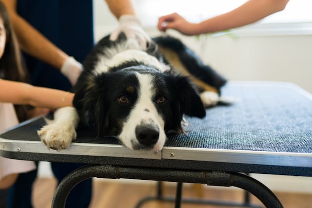 Un chien sur une table d'intervention