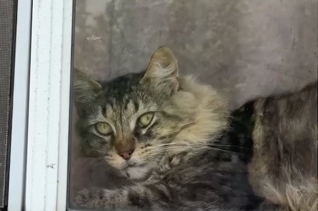 La chatte Mama