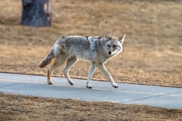 Un coyote en train de se balader en pleine ville aux &Eacute;tats-Unis