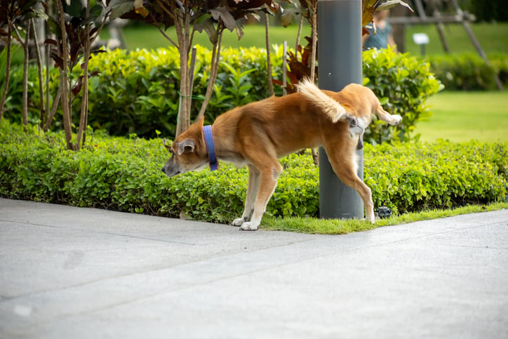Un chien urine en ville