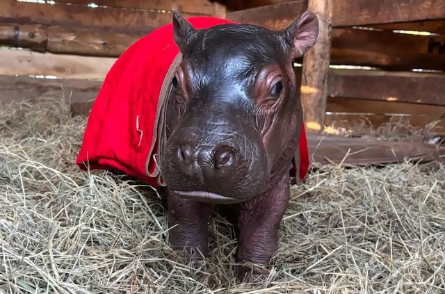 Le b&eacute;b&eacute; hippopotame pr&eacute;nomm&eacute; Bumpy