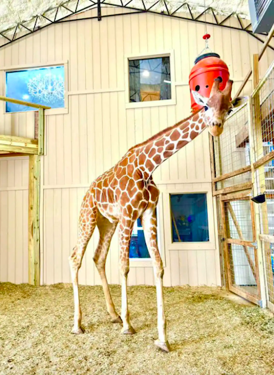 La girafe Yoshi