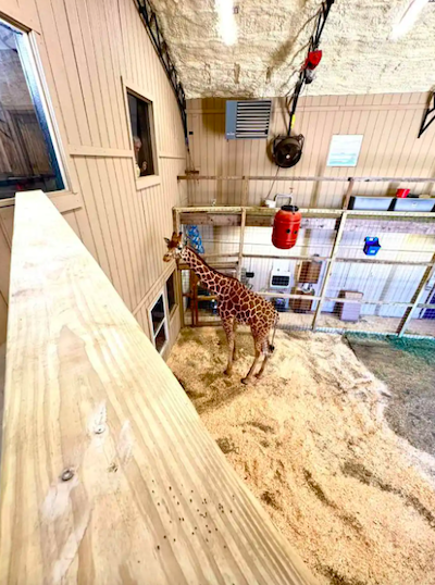 La girafe Yoshi