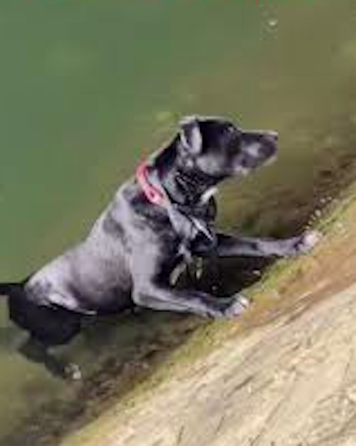 Un chien tomb&eacute; dans la Seine