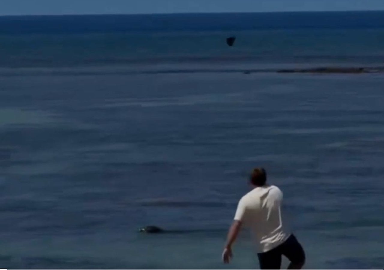 Capture d'&eacute;cran montrant le touriste am&eacute;ricain jeter la pierre sur le phoque moine 