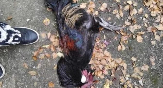 Photo du coq abattu