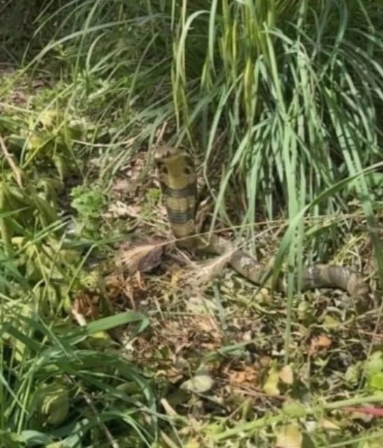 Photo du cobra