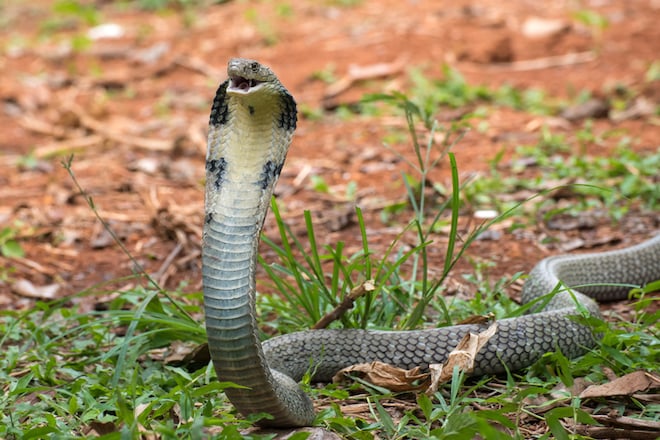Un cobra royal