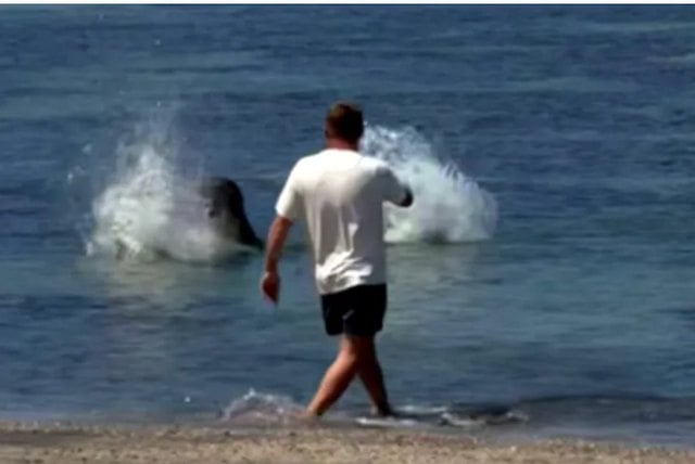 Capture d'&eacute;cran montrant le touriste jeter une pierre sur le phoque moine 