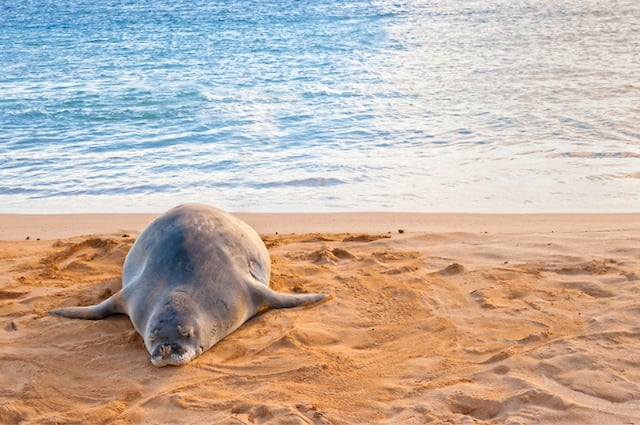 Un phoque moine sur une plage &agrave; Hawa&iuml;
