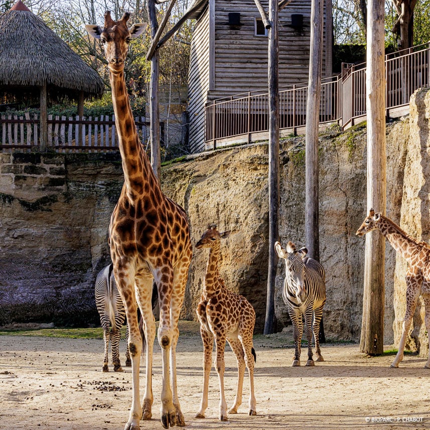 Des girafes dans le parc 