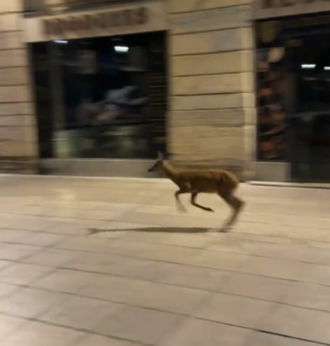 Un chevreuil dans la ville