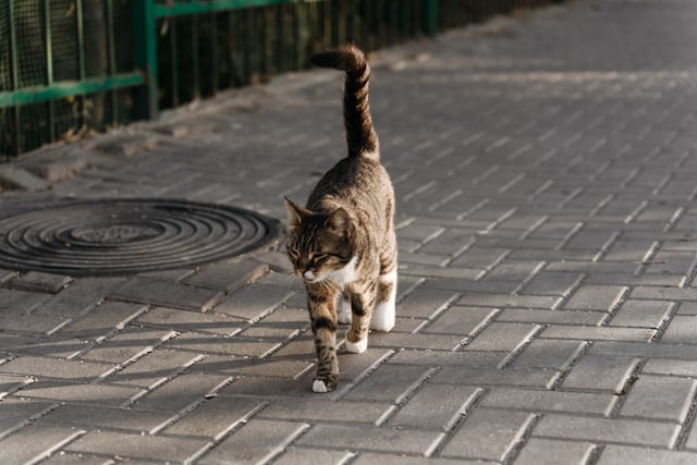 Un chat en train de se promener dans la rue