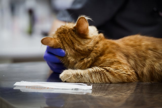 Un chat examin&eacute; par un v&eacute;t&eacute;rinaire