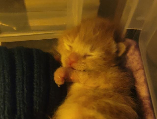 Twister, le chaton qui a surv&eacute;cu &agrave; la tornade 