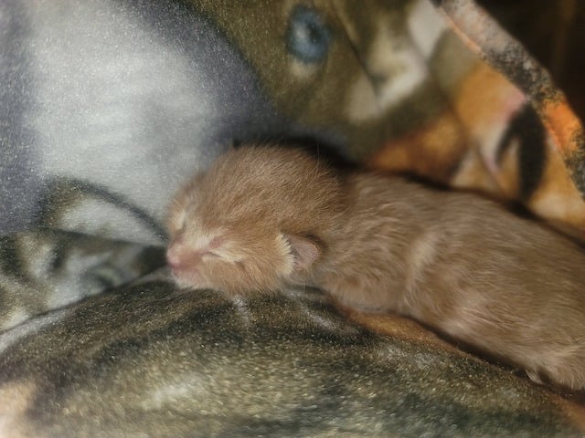 Twister, le chaton qui a surv&eacute;cu &agrave; la tornade 