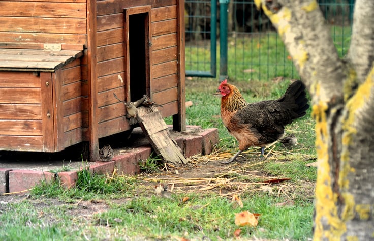 Un coq et son poulailler