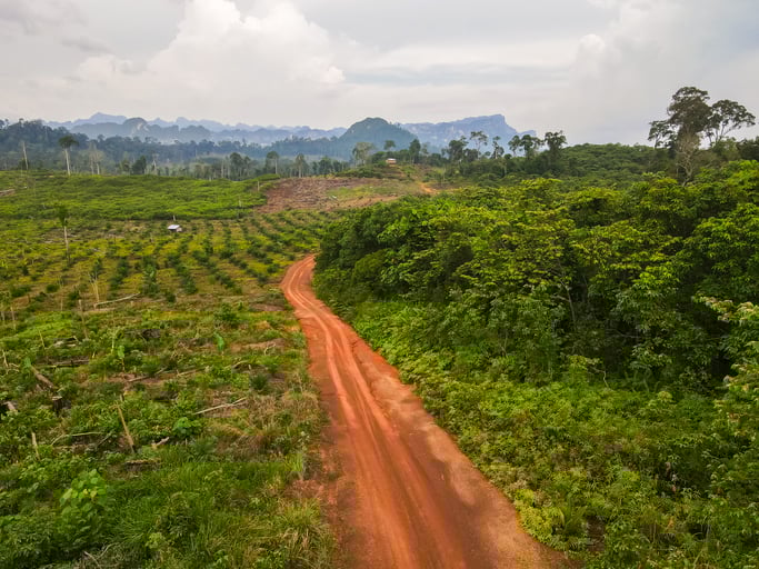 La d&eacute;forestation