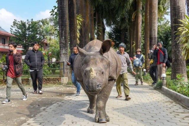 Un rhinoc&eacute;ros et des passants partageant la m&ecirc;me rue au N&eacute;pal 
