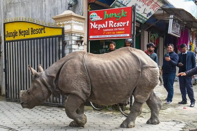Un rhinoc&eacute;ros et des passants partageant la m&ecirc;me rue au N&eacute;pal 