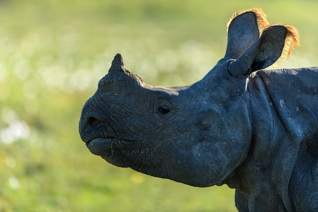 Portrait d'un rhinoc&eacute;ros indien