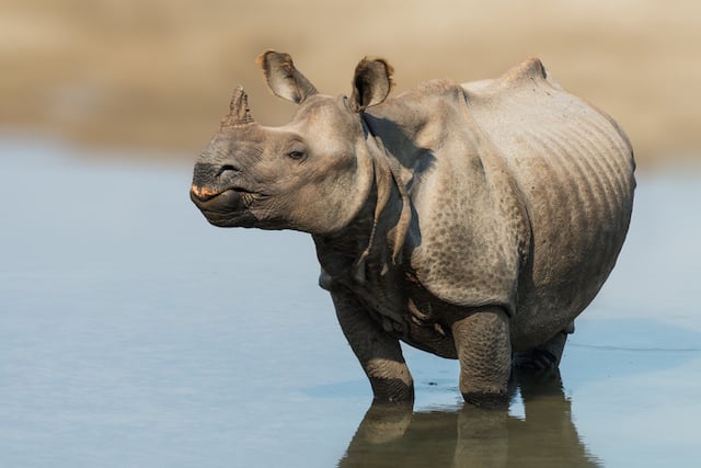 Un rhinoc&eacute;ros indien dans l'eau