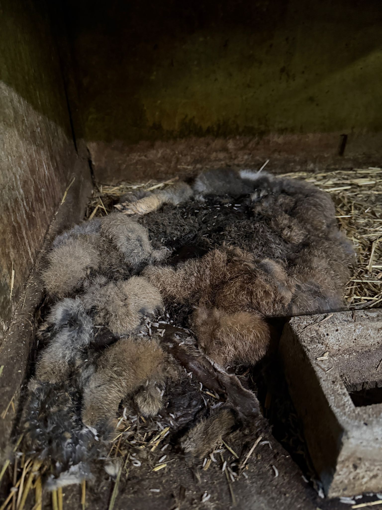 Des animaux morts dans une ferme