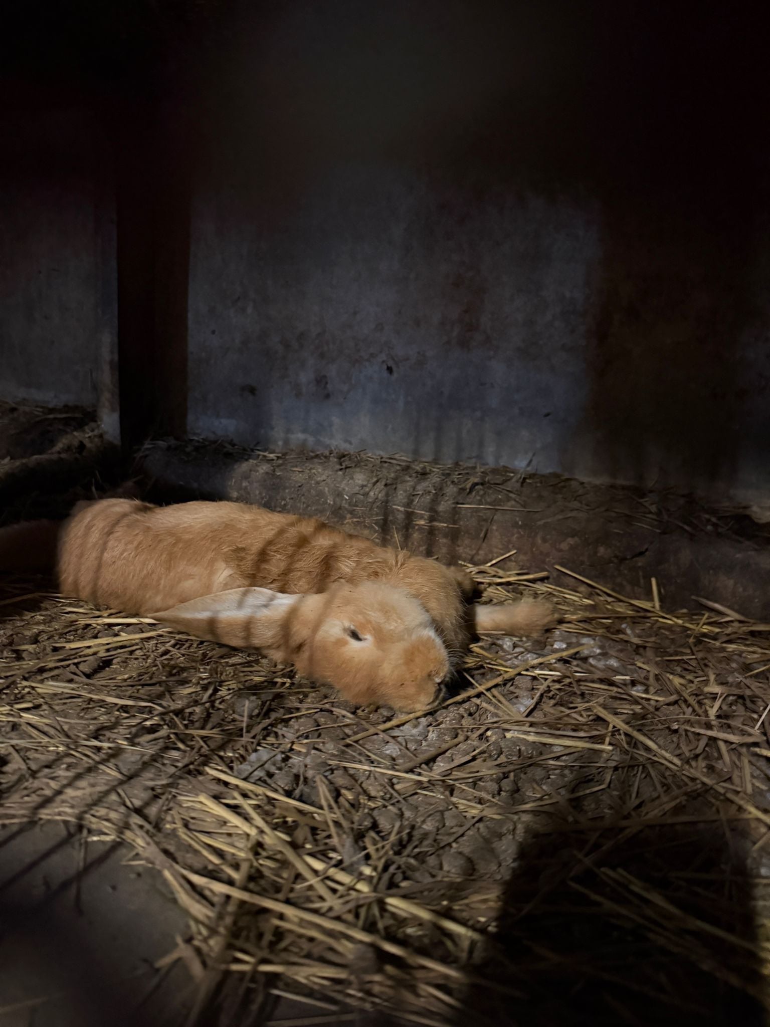 Un lapin d&eacute;c&eacute;d&eacute;