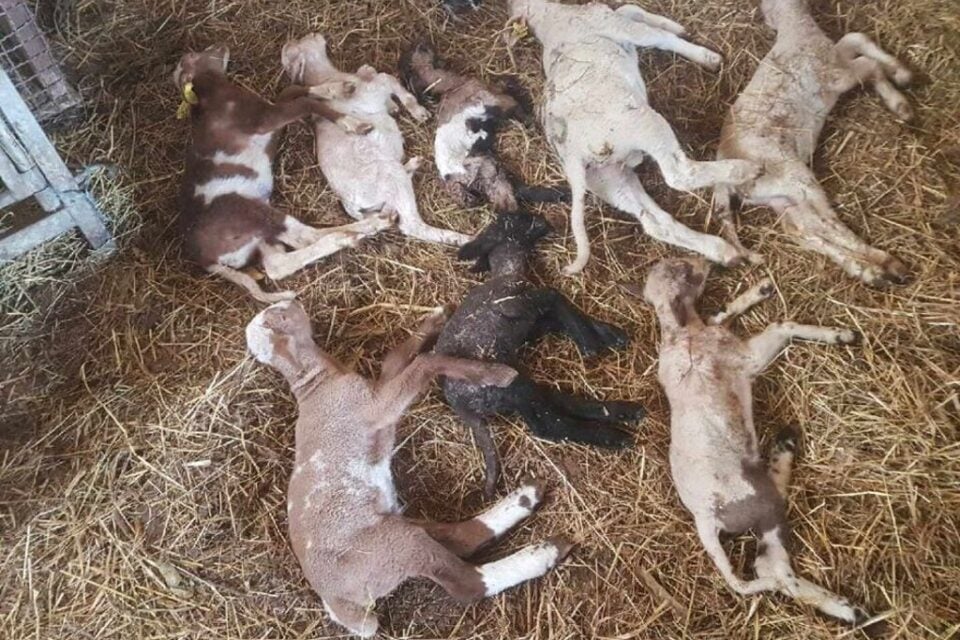 Des agneaux mourants