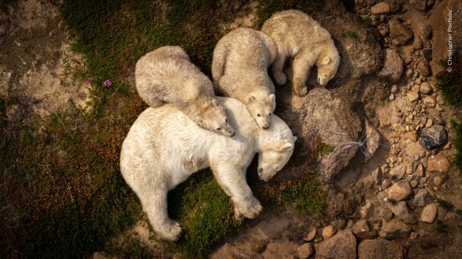 Une famille d'ours polaires au soleil