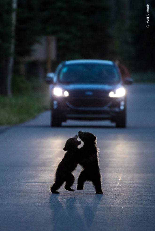 Deux oursons se chamaillent sur la route