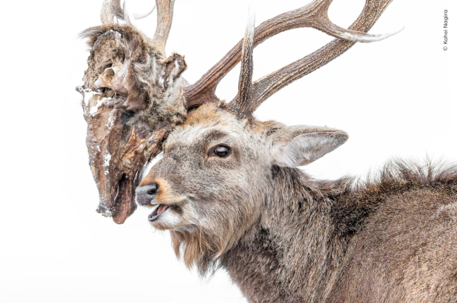 Un cerf victorieux apr&egrave;s une bataille