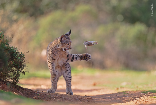 Un lynx joue avec un rongeur