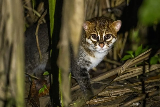 Un chat &agrave; t&ecirc;te plate