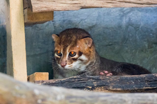Un chat &agrave; t&ecirc;te plate