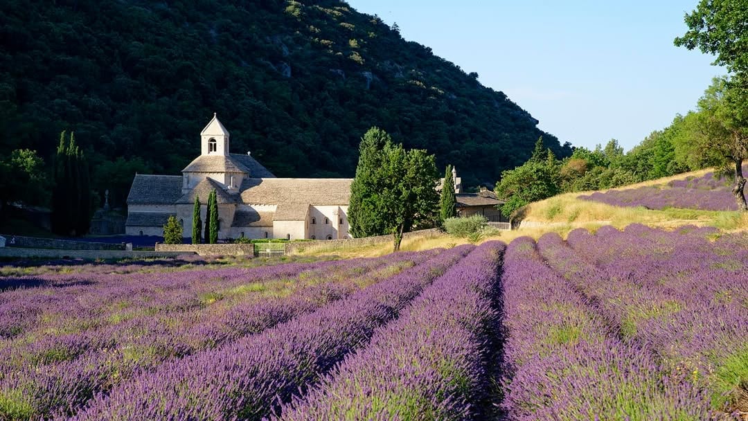 Le champ de lavande et l'abbaye