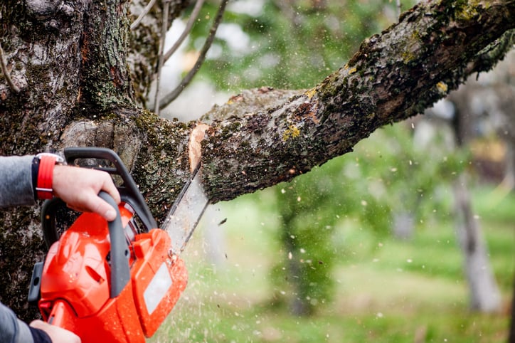Une personne coupe un arbre &agrave; la tron&ccedil;onneuse