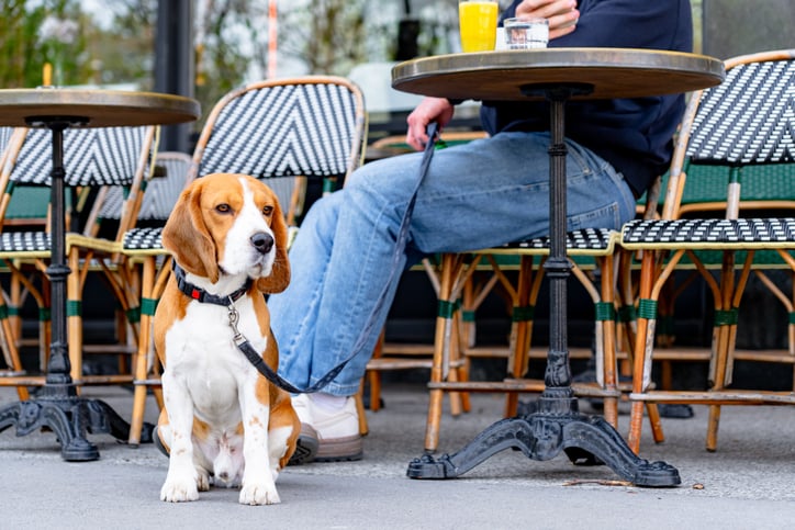 Un chien assis &agrave; une terrasse