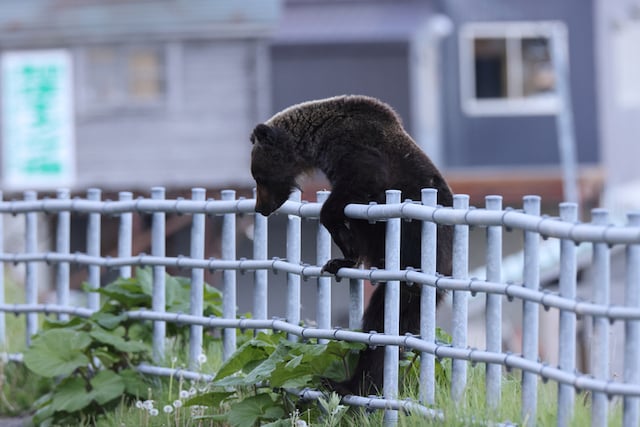 Un jeune ours brun qui escalade la cl&ocirc;ture d'une habitation au Japon