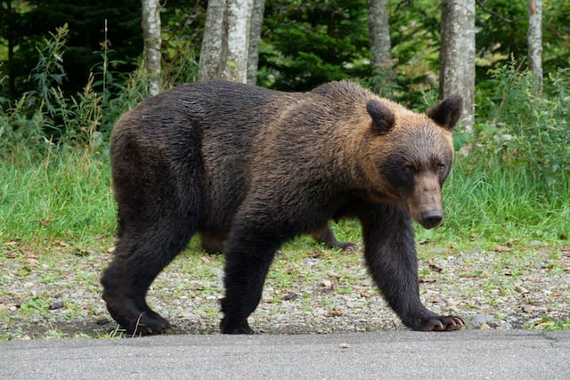 Un ours brun marchant sur la route dans la p&eacute;ninsule de Shiretoko, Hokkaido