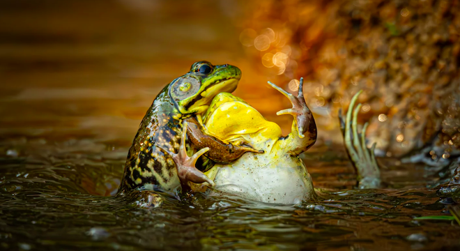 Deux grenouilles qui se battent