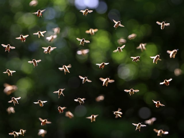 Gros plan sur des abeilles