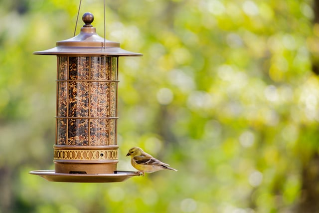 Mangeoire d'oiseaux