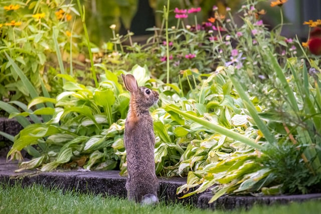 Un lapin dans un jardin